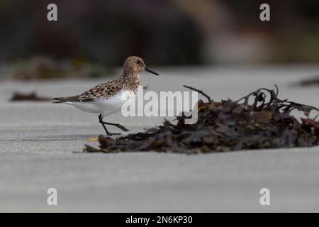 Sanderling, Prachtkleid, Calidris alba, sanderling, Le bécasseau sanderling Stockfoto