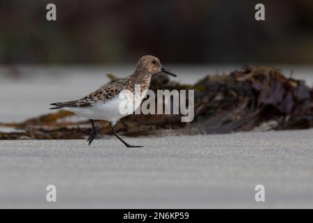 Sanderling, Prachtkleid, Calidris alba, sanderling, Le bécasseau sanderling Stockfoto