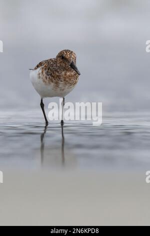 Sanderling, Prachtkleid, Calidris alba, sanderling, Le bécasseau sanderling Stockfoto