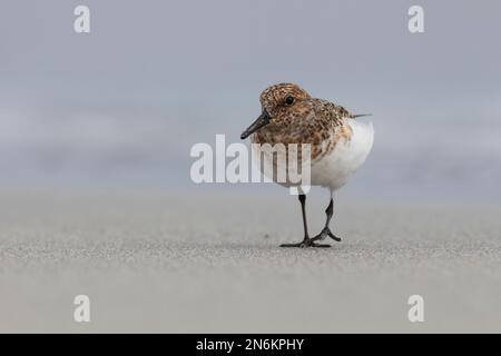 Sanderling, Prachtkleid, Calidris alba, sanderling, Le bécasseau sanderling Stockfoto