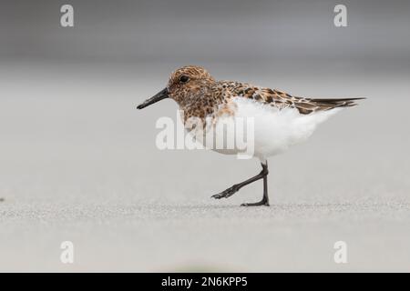 Sanderling, Prachtkleid, Calidris alba, sanderling, Le bécasseau sanderling Stockfoto