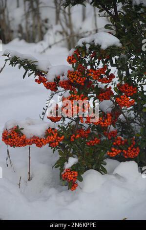 Rote Beerenbüsche im Schnee Stockfoto