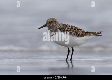 Sanderling, Prachtkleid, Calidris alba, sanderling, Le bécasseau sanderling Stockfoto