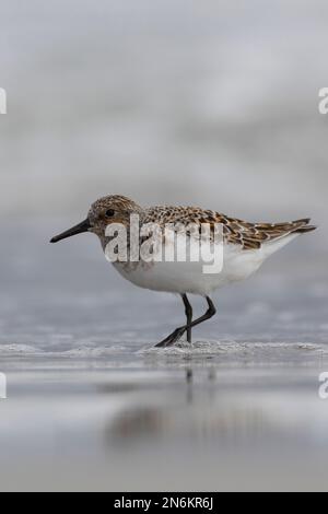 Sanderling, Prachtkleid, Calidris alba, sanderling, Le bécasseau sanderling Stockfoto