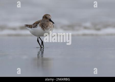 Sanderling, Prachtkleid, Calidris alba, sanderling, Le bécasseau sanderling Stockfoto