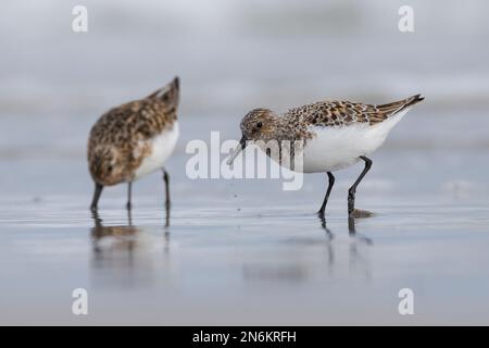 Sanderling, Prachtkleid, Calidris alba, sanderling, Le bécasseau sanderling Stockfoto