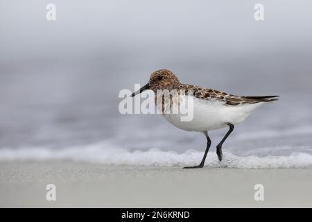 Sanderling, Prachtkleid, Calidris alba, sanderling, Le bécasseau sanderling Stockfoto