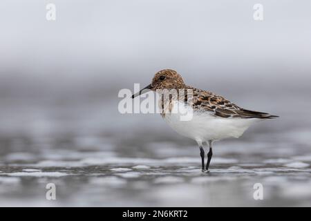 Sanderling, Prachtkleid, Calidris alba, sanderling, Le bécasseau sanderling Stockfoto