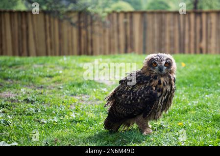 Junge Eule des Eurasischen Adlers (Bubo Bubo) Stockfoto