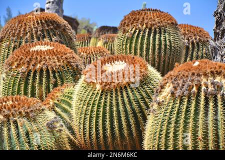 Im botanischen Garten wachsender großer goldener Fasskaktus. Echinocactus grusonii. Fuerteventura Island, Oasis Park, Kanarische Inseln. Stockfoto