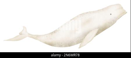 Beluga Whale Aquarell realistische handgezeichnete Illustration. Tiere aus dem Nordmeer zeichnen auf isoliertem Hintergrund. Handgezeichnete Skizze von großen arktischen Unterwasserfischen der Säugetiere. Polare Delphinapterus leucas. Stockfoto