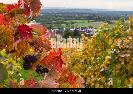 Herbstfarbene Weinblätter und rote Weintrauben auf dem Weinstock, im Hintergrund mit Blick auf das Tal Stockfoto