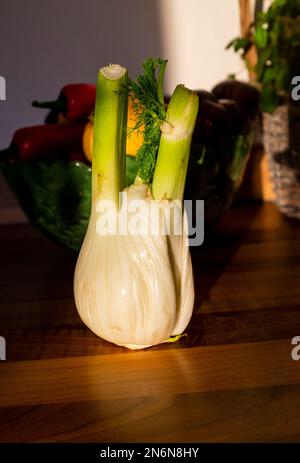 Rohe Fenchelknolle zum Kochen - Foeniculum vulgare - ist ein hartes, ganzjähriges Kraut mit gelben Blumen und Federblättern. Stockfoto