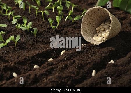 Torftopf mit weißen Bohnen auf fruchtbarem Boden. Gemüsesamen Stockfoto