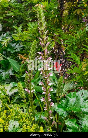 Bärenhosen blühen blühend (Acanthus mollis) mit grünem Laubhintergrund Stockfoto