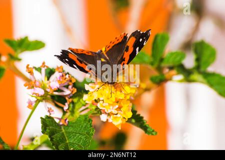 Roter Admiralschmetterling (Vanessa atalanta), bestäubende gelbe lantana-Blume Stockfoto