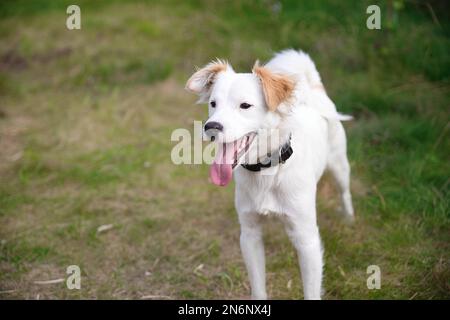 Süßer weißer Hund mit beigen Ohren steht gerne auf dem Rasen im Garten und schaut zur Seite. Stockfoto