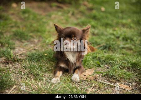 Braunes, weißes chihuahua liegt auf dem Rasen und schaut zur Seite. Stockfoto