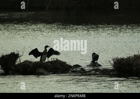 Eine Nahsilhouette von zwei Vögeln, die auf Steinen sitzen, mitten in einem See im Dunkeln Stockfoto