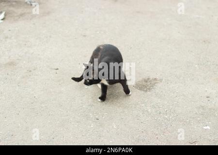 Obdachlose Katze schwarz. Kat. Haustier ohne Besitzer. Tier in der Stadt. Stockfoto