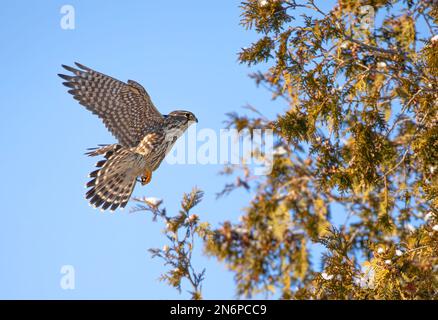 Merlin im Flug mit Flügeln weit auseinander, isoliert vor blauem Hintergrund im Winter. Stockfoto