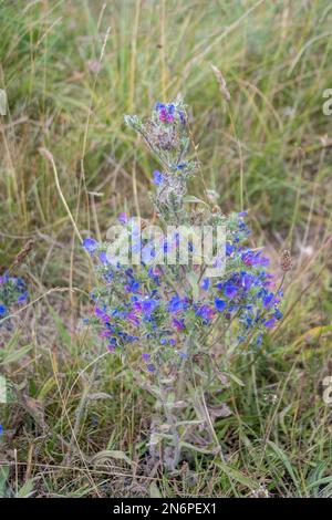 Die blauen und rosafarbenen Blüten von Vipers Bugloss, Echium vulgare, wachsen unter schmutzigem Gras in der Nähe einer Nebenstraße auf dem kreidigen Boden von Salisbury Plain in Wiltsh Stockfoto