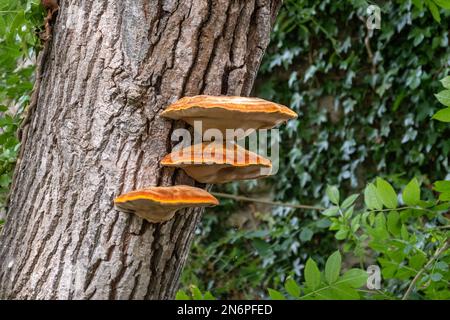 3 hellgelbe, orangefarbene Kappen mit zäher Klammer, Inonotus hispidus, wächst auf einem Baumstamm. Ein saprophytischer Pilz, der für die Bäume pathogen ist Stockfoto