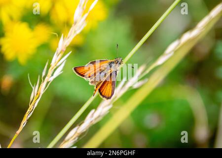 Ein Essex-Kapitän-Schmetterling, Thymelicus lineola, der auf einem langen Grasstiel mit seinen Flügeln in der typischen V-Form ruht Stockfoto