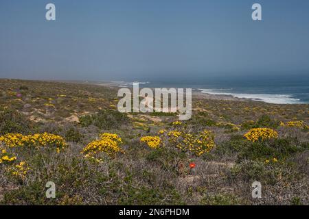 Namaqualand-Küstenszene mit Frühlingsblumen im Namaqua-Nationalpark. Südafrika Stockfoto