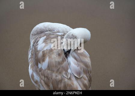 Unreifer Mute Swan (Cygnus olor) schläft am Strand am Südufer der Themse im Zentrum Londons (Januar) Stockfoto