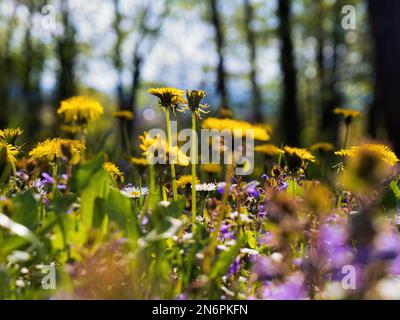 Frühlingsblumen Wiese im sonnigen Waldpark mit Löwenzahn und Gänseblümchen Gelblila Grün Stockfoto