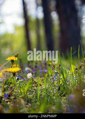 Frühlingsblumen Wiese im sonnigen Waldpark mit Löwenzahn und Gänseblümchen Gelblila Grün Stockfoto