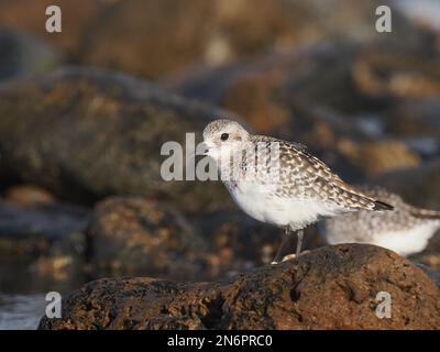 Grauer Taucher in einem typischen Lebensraum an einer felsigen Küste, im Wintergefieder, an der Costa Teguise Lanzarote Stockfoto