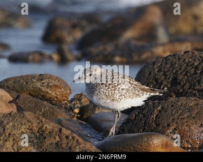 Grauer Taucher in einem typischen Lebensraum an einer felsigen Küste, im Wintergefieder, an der Costa Teguise Lanzarote Stockfoto