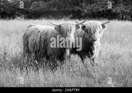 Zwei Hochlandrinder auf einer Wiese Stockfoto