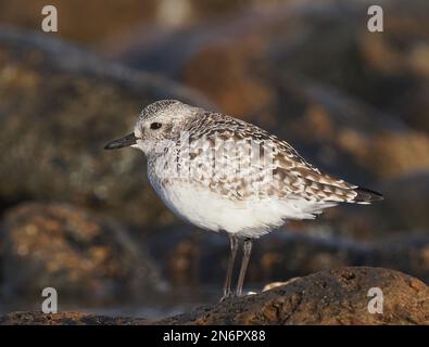 Grauer Taucher in einem typischen Lebensraum an einer felsigen Küste, im Wintergefieder, an der Costa Teguise Lanzarote Stockfoto