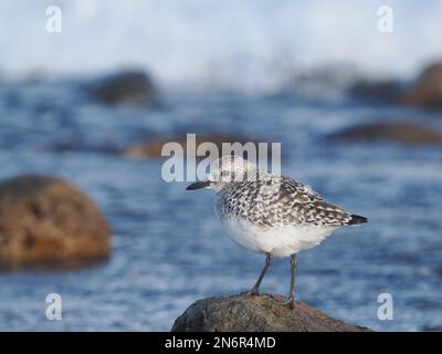 Grauer Taucher in einem typischen Lebensraum an einer felsigen Küste, im Wintergefieder, an der Costa Teguise Lanzarote Stockfoto