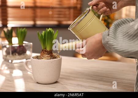 Eine Frau, die Hyazinthenblüte auf einem weißen Holztisch gießt, Nahaufnahme Stockfoto