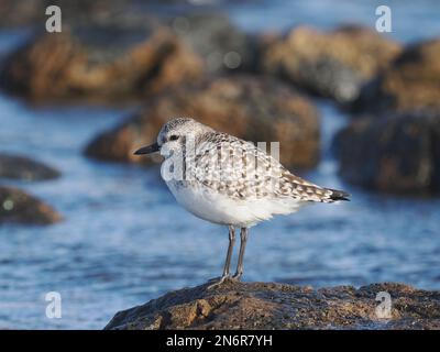 Grauer Taucher in einem typischen Lebensraum an einer felsigen Küste, im Wintergefieder, an der Costa Teguise Lanzarote Stockfoto