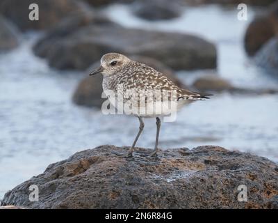 Grauer Taucher in einem typischen Lebensraum an einer felsigen Küste, im Wintergefieder, an der Costa Teguise Lanzarote Stockfoto