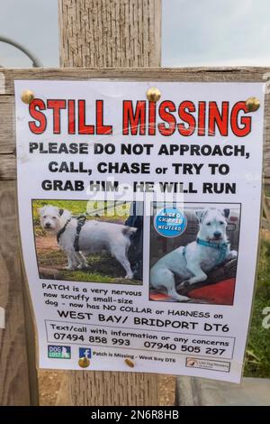 England, Dorset, Bridport, Lost Dog Sign Stockfoto