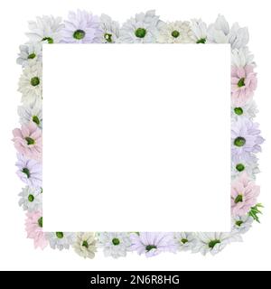 Handgezeichneter quadratischer Rahmen in Aquarellfarben mit hellrosa und lila Chrysanthemen und farbigen Zigeunern. Ein kleiner Teil der großen BLUME Stockfoto