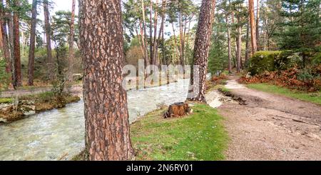 Eresma River, Scot Pine Forest, Guadarrama Nationalpark, Segovia, Kastilien und Leon, Spanien, Europa Stockfoto