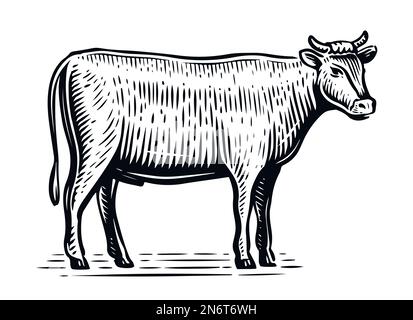 Bauernhoftier-Skizze. Handgezogener Stier, voller Länge vor weißem Hintergrund. Vektordarstellung Stock Vektor