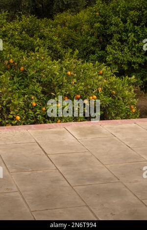 Die komplexe Architektur von Marrakesch, Marokko, wird inmitten des pulsierenden Grüns der Orangenbäume zum Leben erweckt. Ihre duftenden Blüten verleihen Ihnen einen Hauch Stockfoto