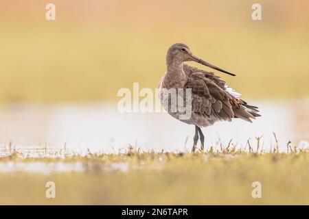 Weibliche Schwarzschwanzgöttin (Limosa limosa), die sich während der Wanderung im flachen Wasser eines Feuchtgebiets ruht und ernährt. Die Niederlande als wichtiger Breedi Stockfoto