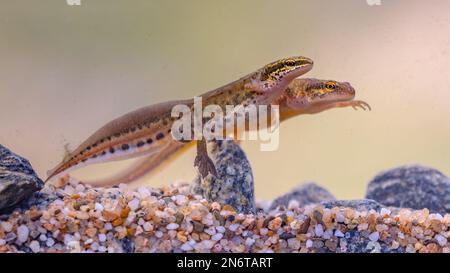 Palmatenmolch (Lissotriton helveticus) Bunte aquatische Amphibienpaar schwimmen in Süßwasser Lebensraum des Teiches. Unterwasser Tierwelt Szene von Tier in n Stockfoto