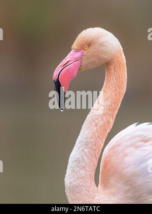 Das Portrait des Großflamingo (Phoenicopterus roseus) ist die am weitesten verbreitete und größte Art der Flamingo-Familie. Eine Gruppe von Brauten ruht in Wate Stockfoto