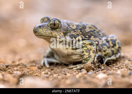 Östlicher Spadefoot oder syrischer Spadefoot (Pelobates syriacus), Kröte, die sich auf Stein in ihrem natürlichen Lebensraum aufhält. Diese Amphibien finden sich auf der Insel Lesbos, Gr Stockfoto