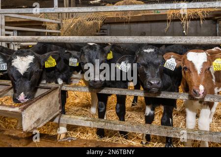 Bauravill, West Cork, Irland. 10. Februar 2023. Neugeborene Kälber zeigen ihre neugierige Seite auf Crowley's Farm, Bauravilla. Die Crowleys haben noch etwa 100 Kühe zum Abkalben. Kredit: AG News/Alamy Live News Stockfoto